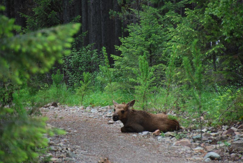 Baby Moose on the trail.